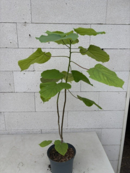 Preview: Alchornea davidii 3